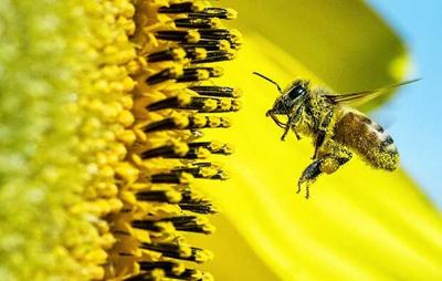 ‘Operation Pollination’ abuzz in Shoreview